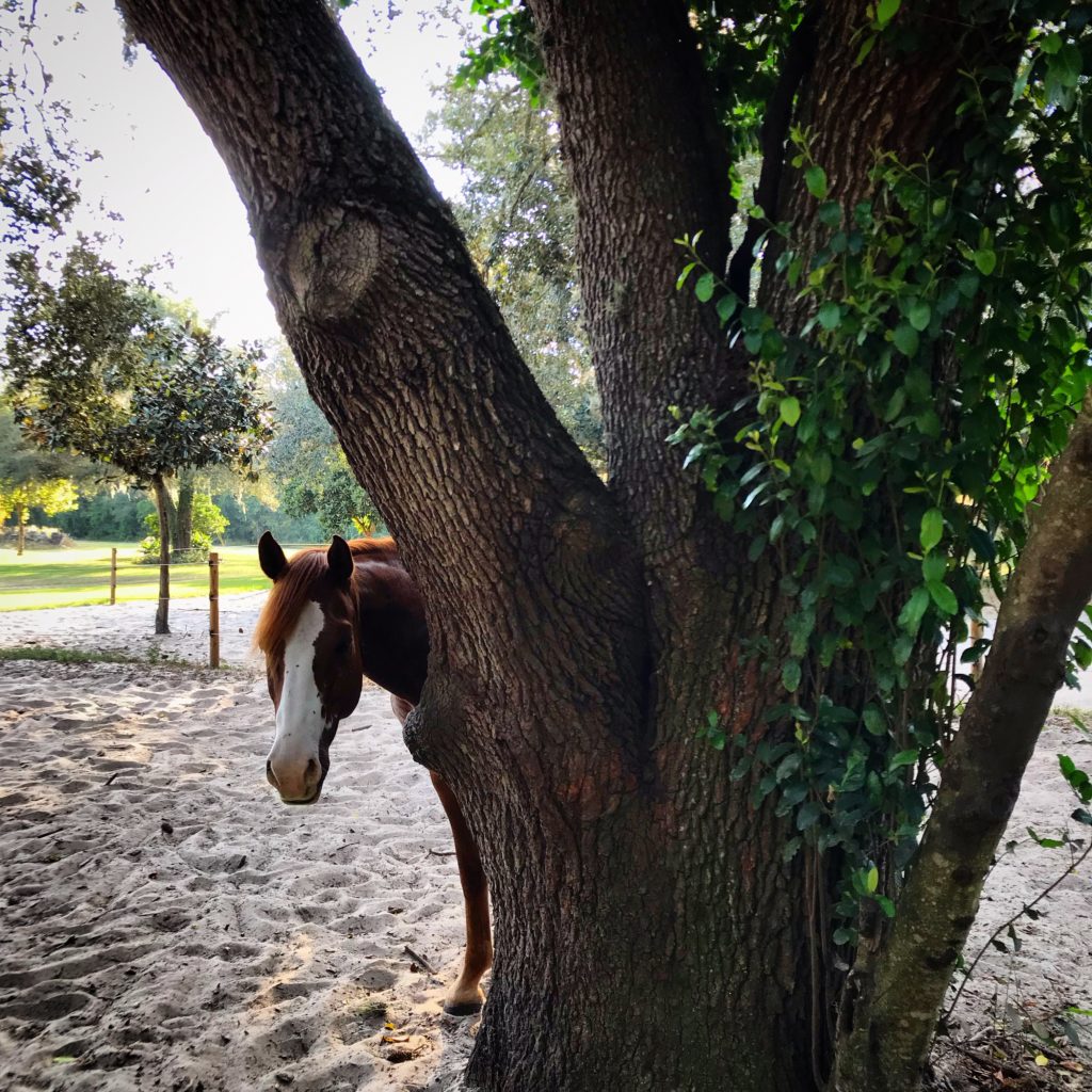 horse hiding behind a tree