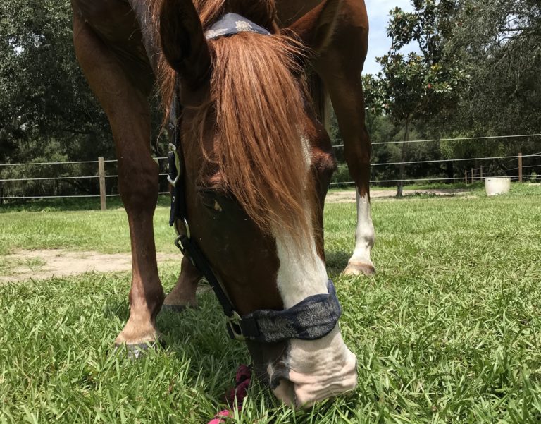 Ben grazing