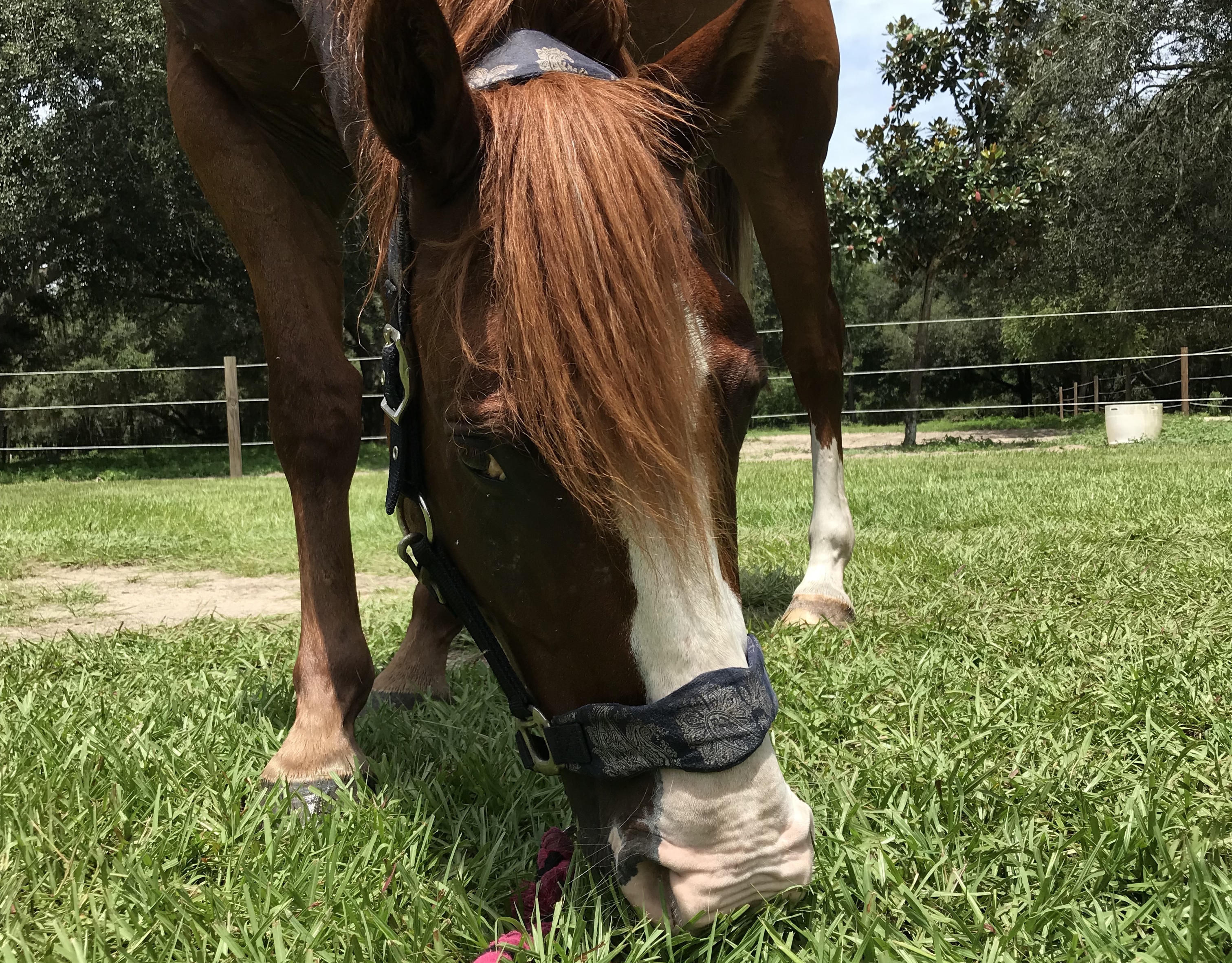 Ben grazing