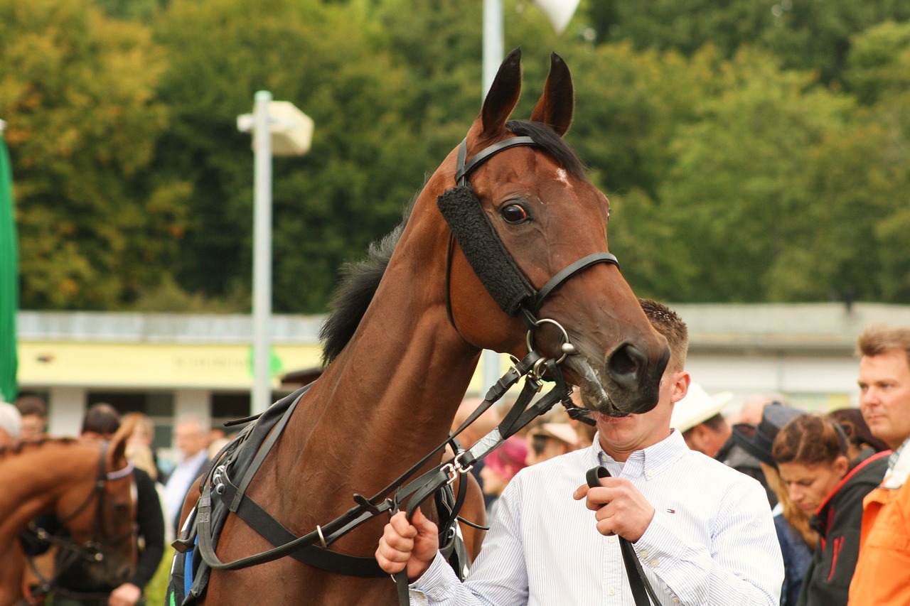 Racehorse in the paddock before a race