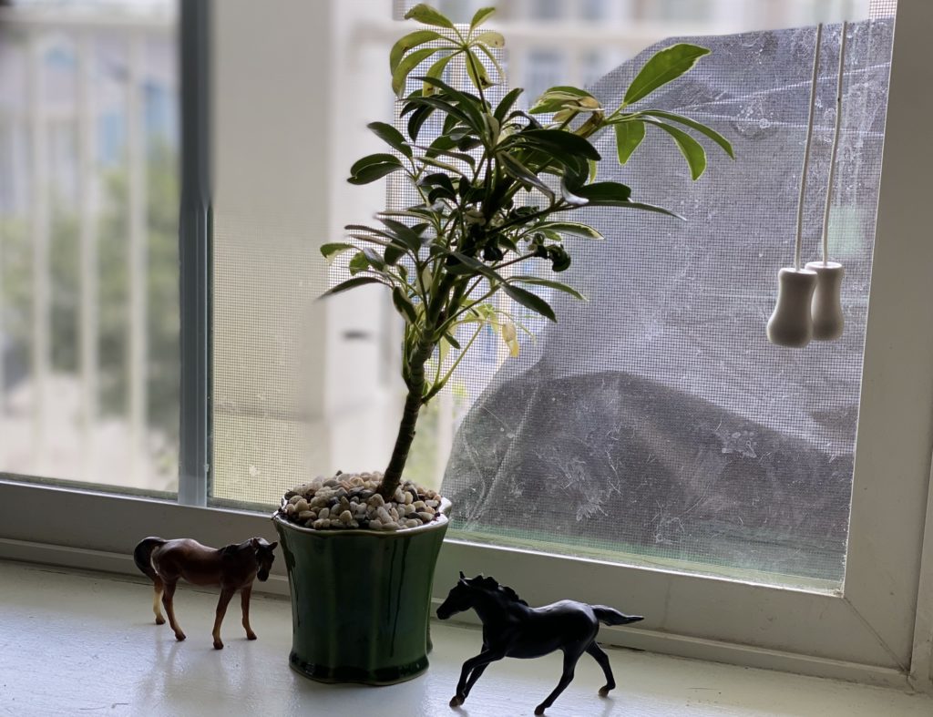 umbrella tree in pot