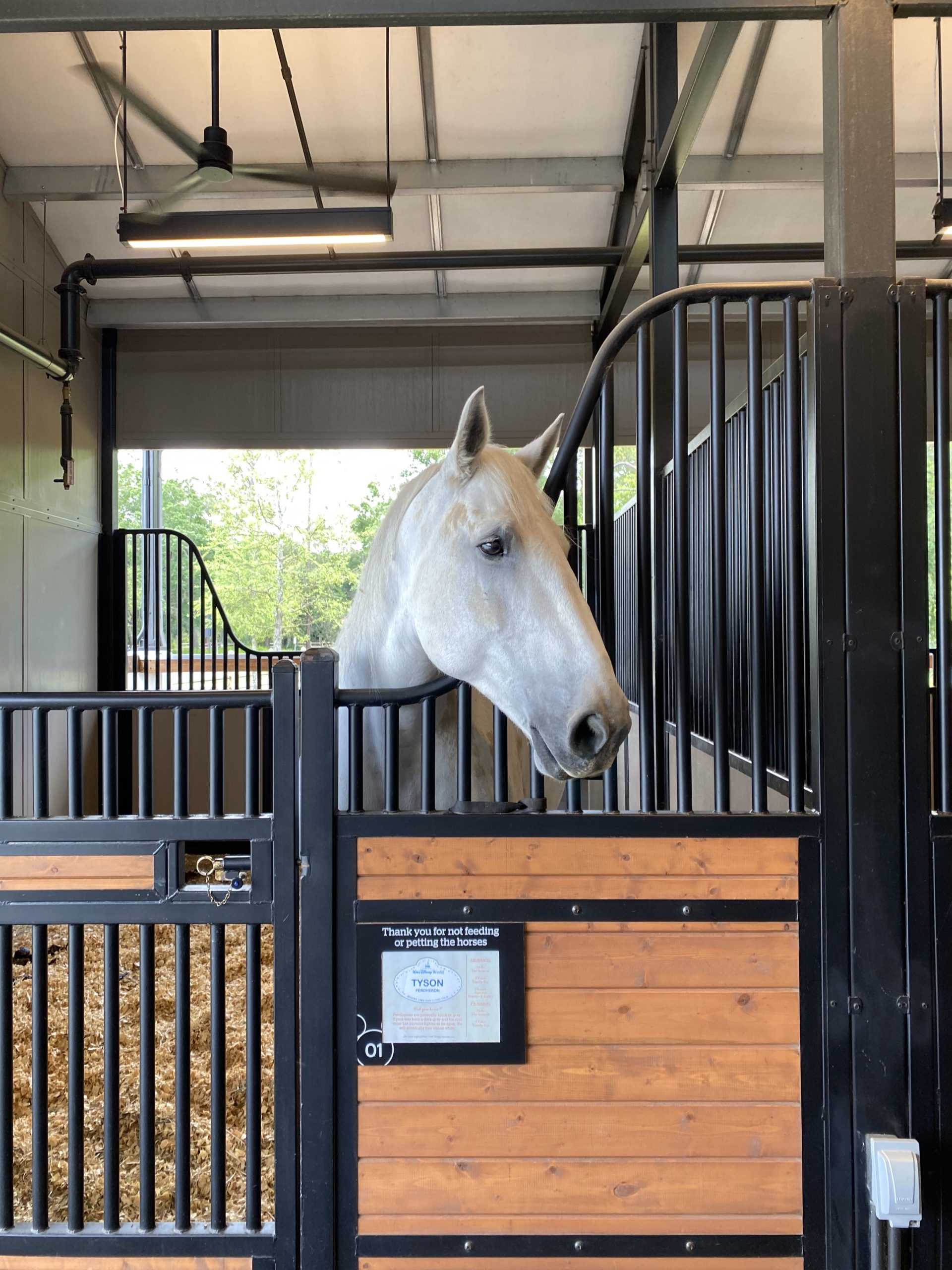 Tyson, Percheron at Tri-Circle-D Ranch